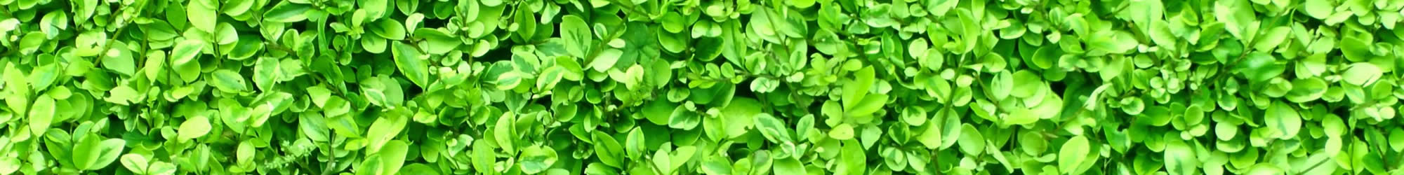 Landscape Services near me