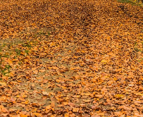 Residential and Commercial Spring and Fall Leaf Cleanup Services Oklahoma