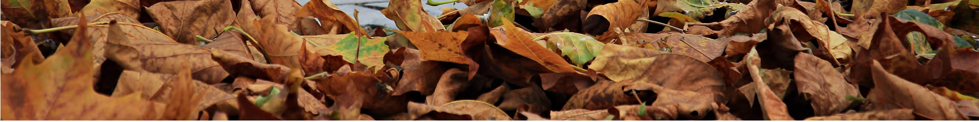 Landscape Services near me